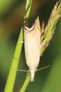 <i>Chrysoteuchia culmella</i>
