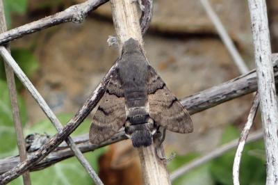Moro-Sphinx 
