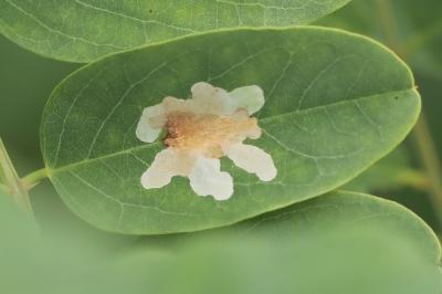 <i>Parectopa robiniella</i>