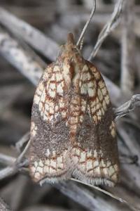 <i>Acleris rhombana</i>