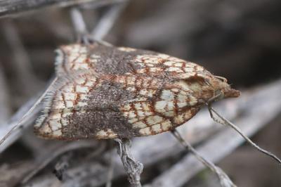 <i>Acleris rhombana</i>