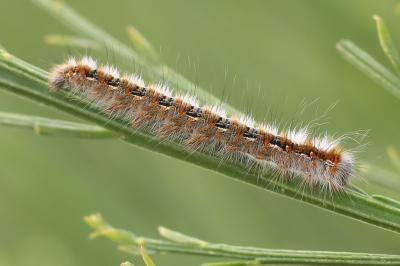 Bombyx du Chêne 