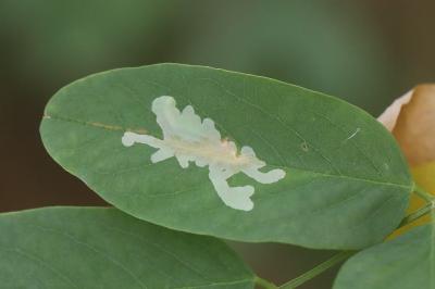 <i>Parectopa robiniella</i>