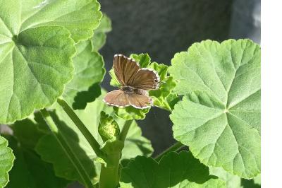 Brun du pélargonium 