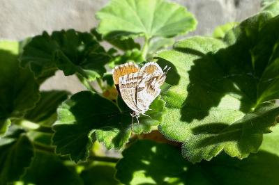 Brun du pélargonium 