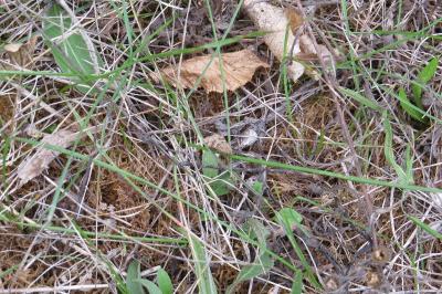 <i>Nomophila noctuella</i>