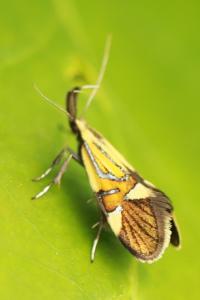 <i>Alabonia geoffrella</i>