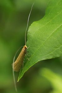<i>Nematopogon adansoniella</i>