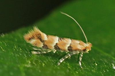 <i>Phyllonorycter trifasciella</i>