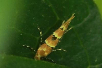 <i>Phyllonorycter trifasciella</i>
