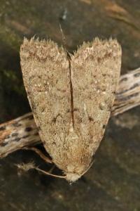 Noctuelle cubiculaire 