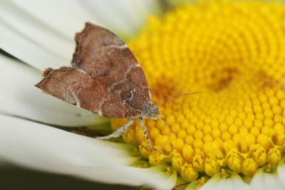<i>Choreutis nemorana</i>