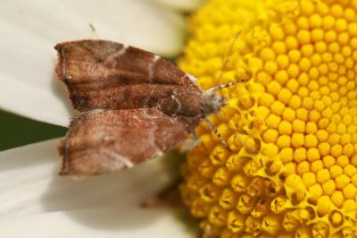 <i>Choreutis nemorana</i>