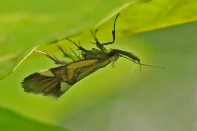 <i>Alabonia geoffrella</i>