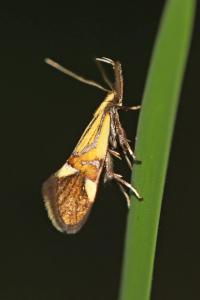 <i>Alabonia geoffrella</i>