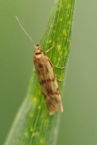 <i>Homoeosoma sinuella</i>