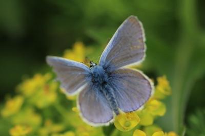 Azuré de la Bugrane 