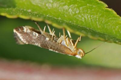 <i>Argyresthia spinosella</i>