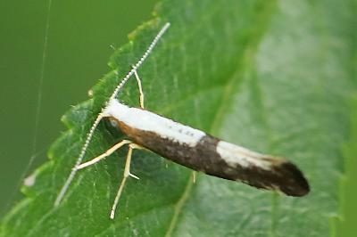 <i>Argyresthia spinosella</i>