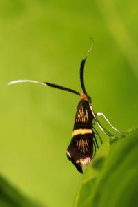 <i>Adela croesella</i>