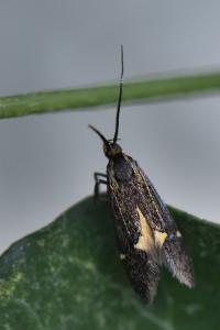 <i>Esperia sulphurella</i>