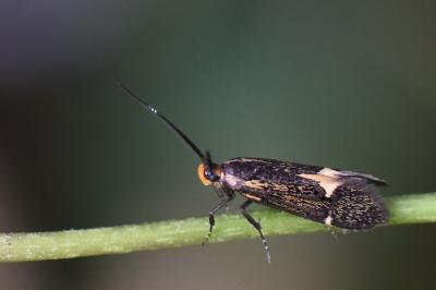 <i>Esperia sulphurella</i>