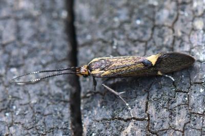 <i>Esperia sulphurella</i>