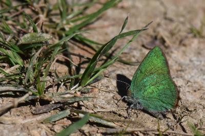 Thécla de la Ronce 