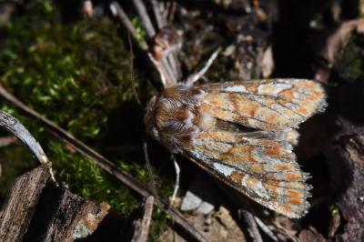 Noctuelle du Pin 