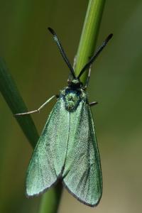 Procris de l'Oseille 