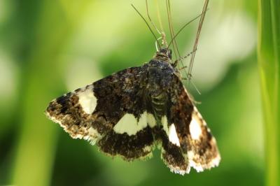 Noctuelle en deuil 
