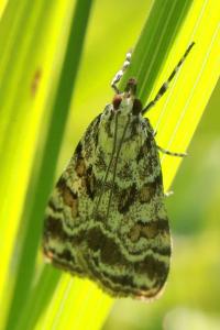 <i>Scoparia pyralella</i>
