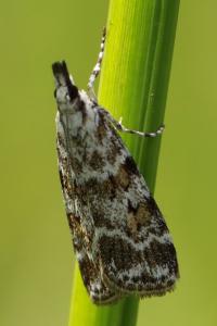 <i>Scoparia pyralella</i>