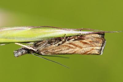 <i>Platytes cerussella</i>