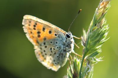 Cuivré fuligineux 