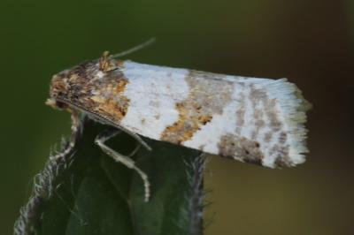 <i>Periclepsis cinctana</i>