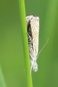 <i>Platytes cerussella</i>