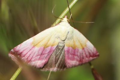 Noctuelle purpurine 