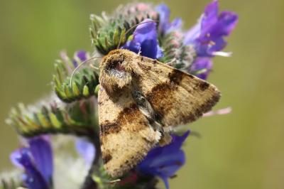 Noctuelle de la Cardère 