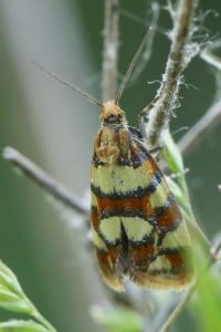 <i>Aethes tesserana</i>