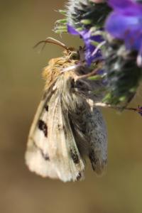 Noctuelle de la Cardère 