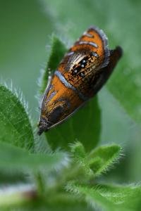 <i>Olethreutes arcuella</i>