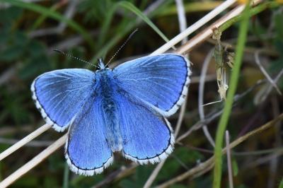Azuré bleu-céleste 
