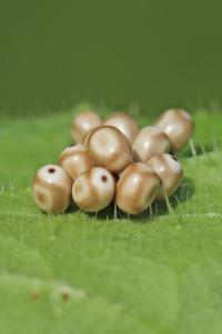 Bombyx de la Ronce 