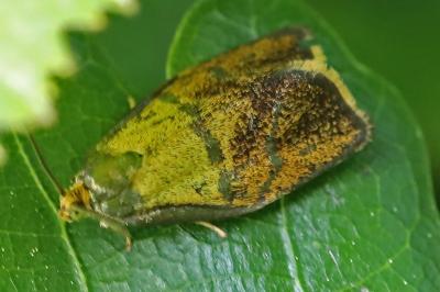 <i>Ptycholoma lecheana</i>