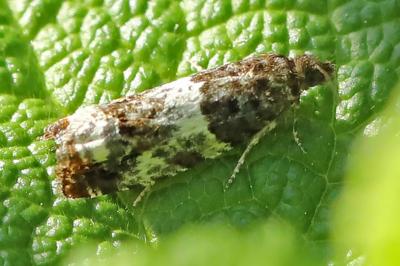 <i>Notocelia trimaculana</i>
