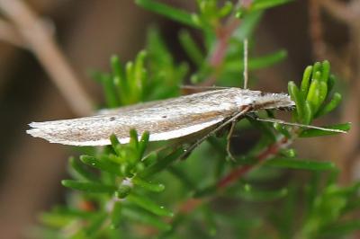 <i>Pleurota bicostella</i>