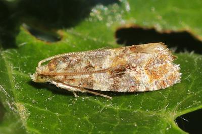 <i>Lobesia reliquana</i>