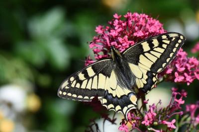 Machaon 