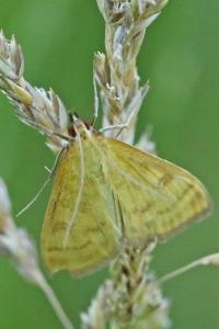 <i>Sitochroa verticalis</i>